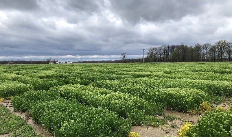 agricultural field