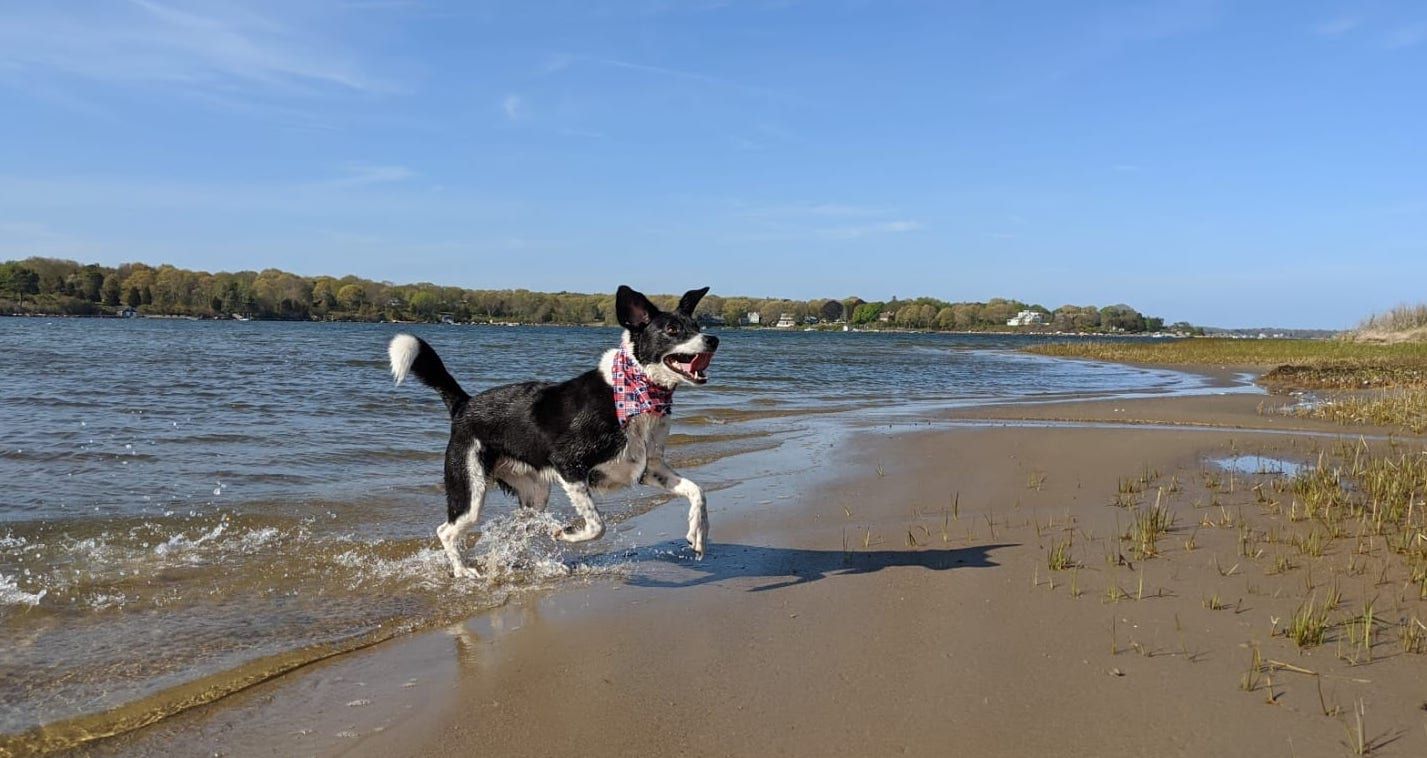 dog on a beach