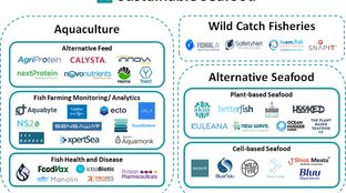 Turning the tide on sustainable seafood #49