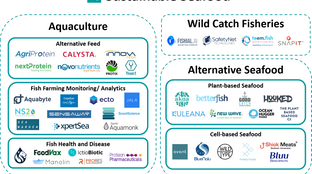 Turning the Tide on Sustainable Seafood